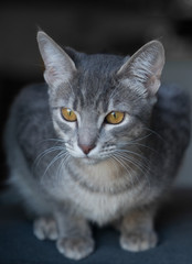 Curious kitten, focus on eyes, shallow depth of field.