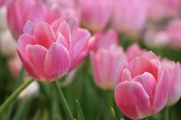 Pink tulips soft and beautiful petal in formal garden decoration in Valentine Day