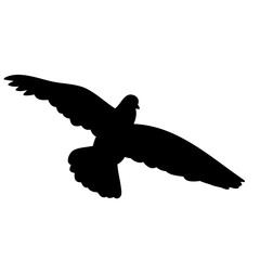 isolated silhouette of flying bird