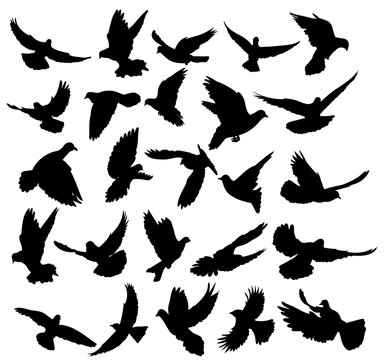 isolated, silhouette of flying birds, set