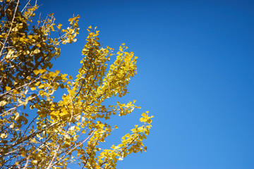 青空と銀杏