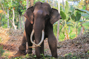 Elephant with tusks