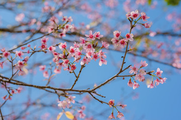 sakura