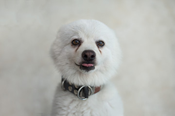 Japanese Spitz dog staring at camera