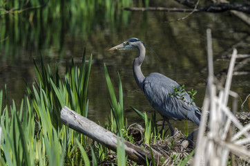 Standing Blue Heron