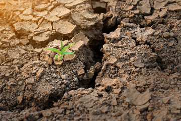 new small plant growing up on crack earth