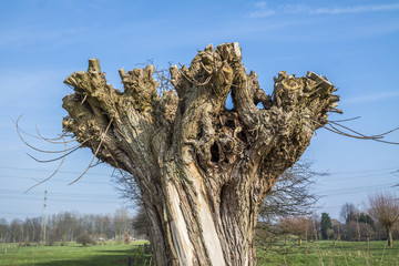 The head of a basket willow, Salix viminalis in winter. The pollard willows are cut every two to three years in autumn, the rods are processed by basket makers. - obrazy, fototapety, plakaty
