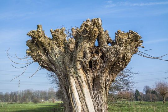 The head of a basket willow, Salix viminalis in winter. The pollard willows are cut every two to three years in autumn, the rods are processed by basket makers.