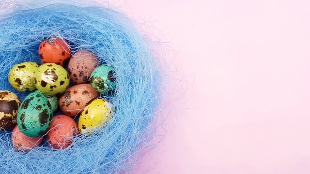 Quail easter color eggs in blue nest on purple violet background. Close up.