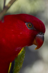 Tropical Red and Green Parrot 