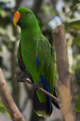 Tropical Red and Green Parrot 