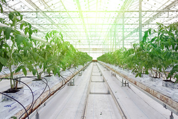 Growing cucumbers in a greenhouse.