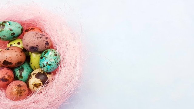 Color easter quail eggs in pink nest on pastel blue background. Close up.