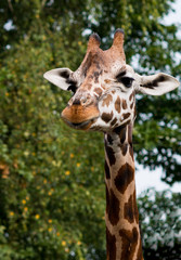 Giraffe
