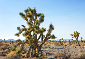 Joshua Tree and forest  in the Mojave National Preserve,  southeastern California, United States