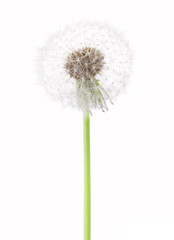 Dandelion ( seed head)  isolated on white background.