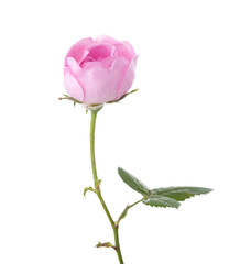 Obraz premium Light pink rose isolated on white. Tea rose