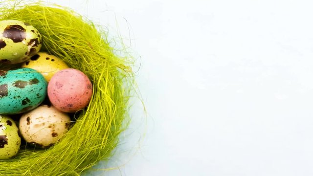 Color easter quail eggs in green nest on pastel blue background. Close up.