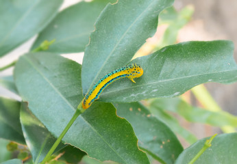 Close up of  caterpillars on green leaves in the forest