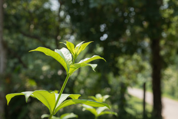 Close up of green leaves or Allamanda flower tree in the garden