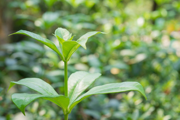 Close up of green leaves or Allamanda flower tree in the garden