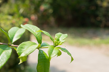 Close up of green leaves or Allamanda flower tree in the garden