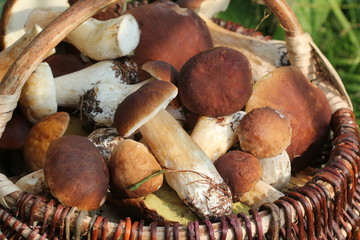 Basket full of fresh boletus mushrooms in forest