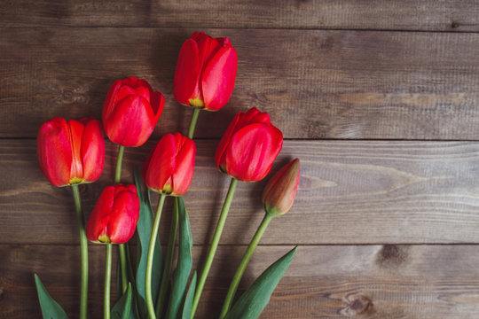 Red tulip. Tulips. Flower background. Flowers photo concept. Holidays photo concept. Copyspace