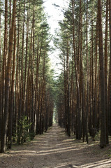 Autumn in the forest. Nature