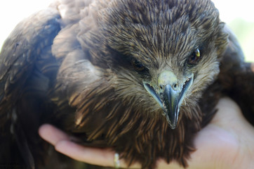 Wild bird. Hawk. Predator.