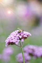 Beautiful flowers in garden