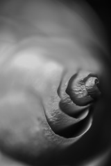 chest of a rose, chest, love, rose, rose flower, macro, rose petals, roses, petal, black and white, she is, detail, abstract, design