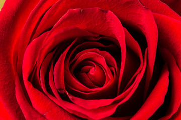 romantic, color, beautiful, floral, beauty, plant, romance, valentine,love, nature, rose, flower, red, macro
