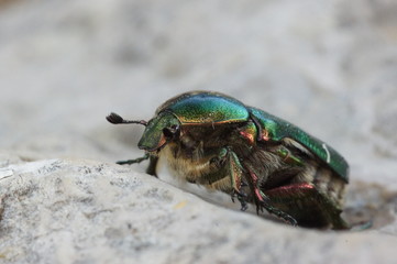 scarabée vert et velu escaladant une paroi rocheuse