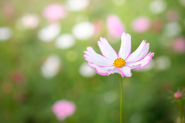 field of blooming pink and white cosmos flower