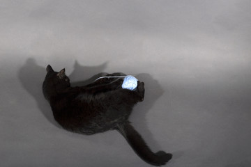 Black cat on a black background animal