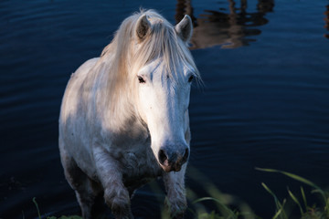 Obraz premium gros plan sur un cheval blanc en liberté dans l'eau