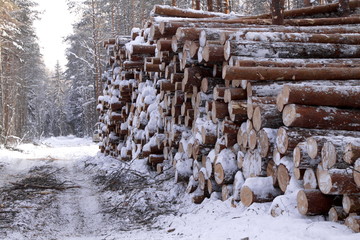 Fototapeta na wymiar лесозаготовки древесины зимой сосновый лес