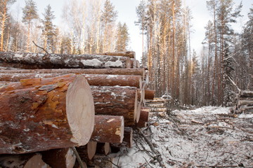 лесозаготовки древесины зимой  сосновый лес