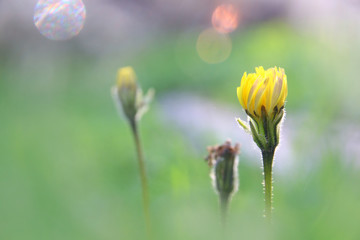 low angle view image of fresh grass and spring flowers. freedom and renewal concept.
