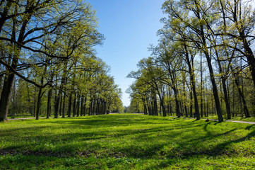 Fototapeta premium View of the Alexander Park in Pushkin