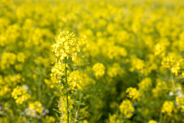 yellow canola field