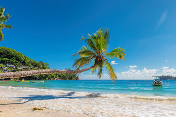 Fototapeta na wymiar Palm over the beach in tropical island.