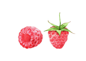 watercolor raspberries illustration isolated on white background