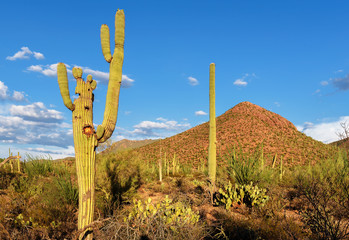 Saguaros at Sunset in Sonoran Desert near Phoenix.