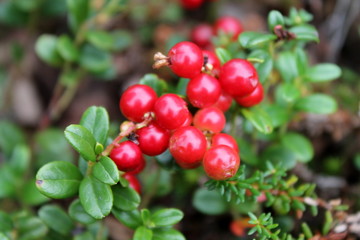 цветы, природа