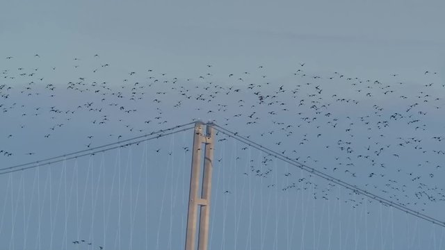 Golden Plover flying in large numbers over the Humber bridge, UK.