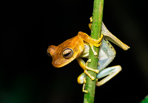 Frosch Peru