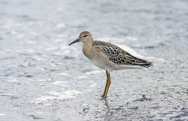  red knot