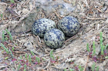 lapwing nest